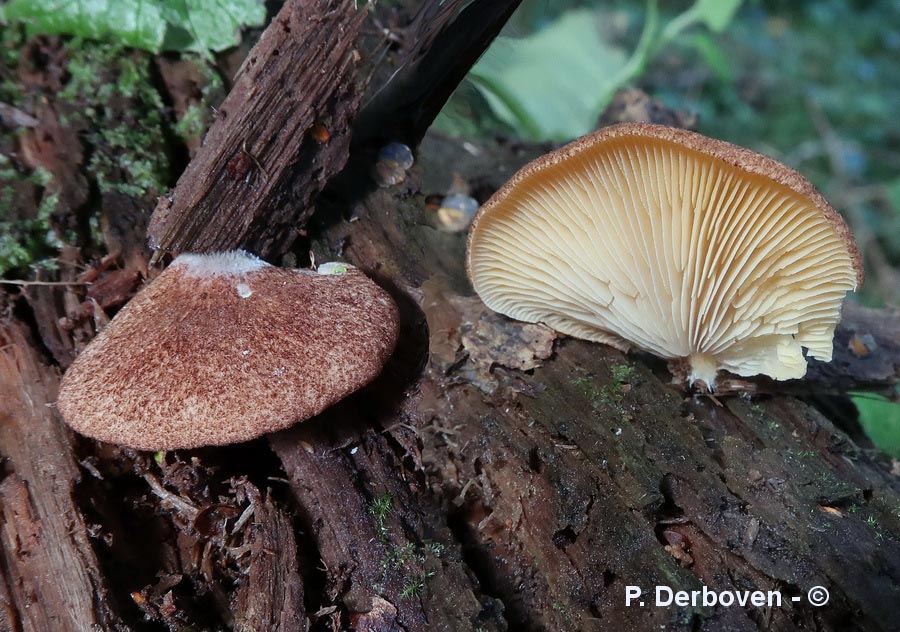Crepidotus crocophyllus