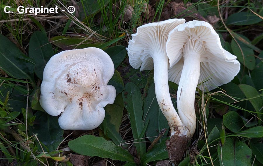 Cuphophyllus berkeleyi