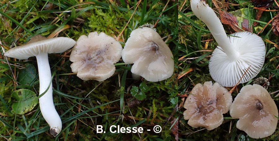 Cuphophyllus fornicatus (Hygrocybe fornicata)