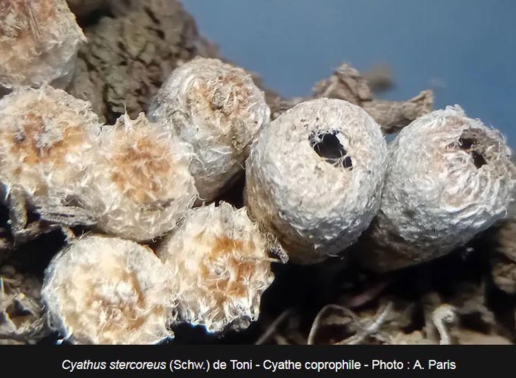 Cyathus stercoreus