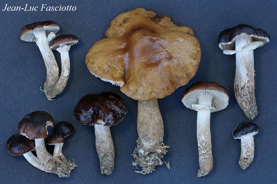 Cyclocybe erebia (Agrocybe erebia)