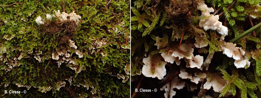 Cylindrobasidium laeve (Cylindrobasidium evolvens)