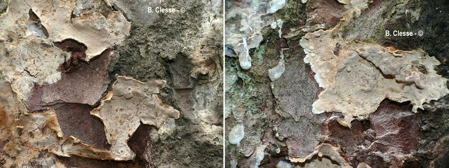 Cylindrobasidium laeve (Cylindrobasidium evolvens)