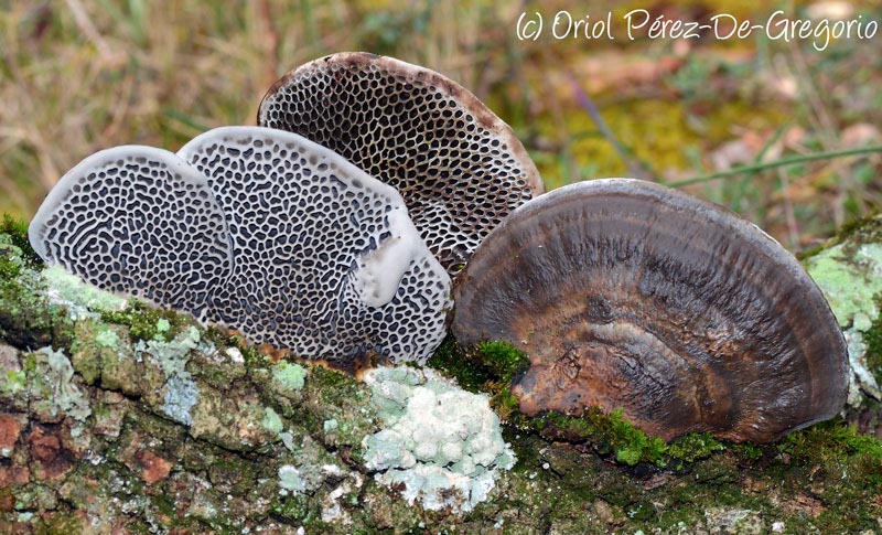 Daedaleopsis nitida (Scenidium nitidum, Hexagonia nitida)