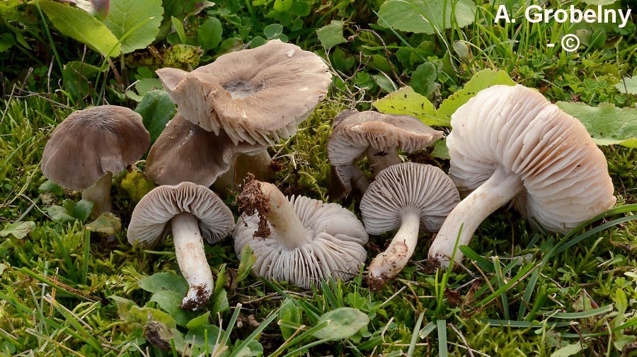 Dermoloma cuneifolium