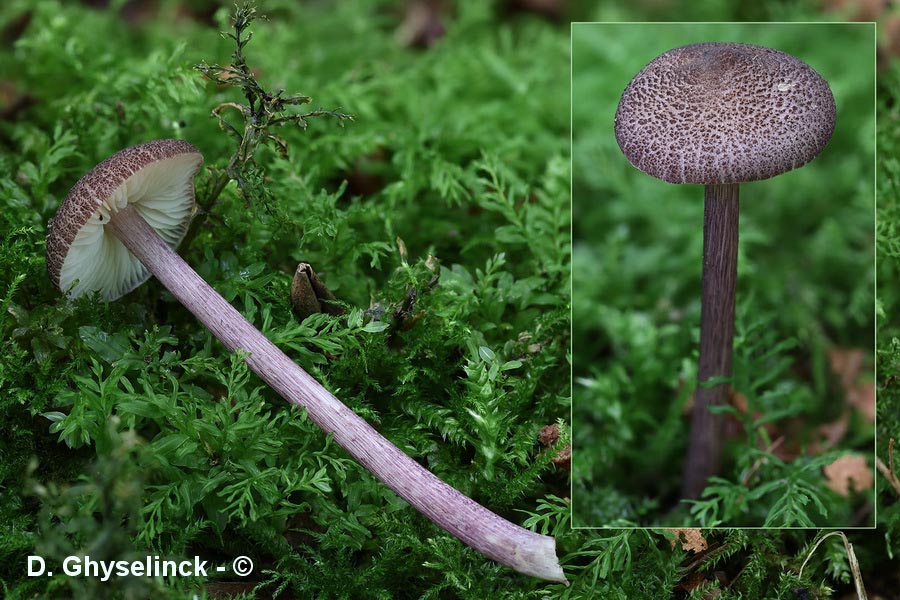 Entoloma allochroum