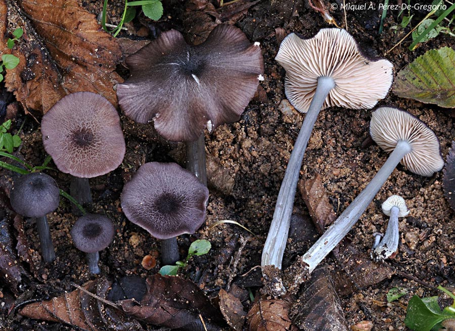 Entoloma atrocoeruleum