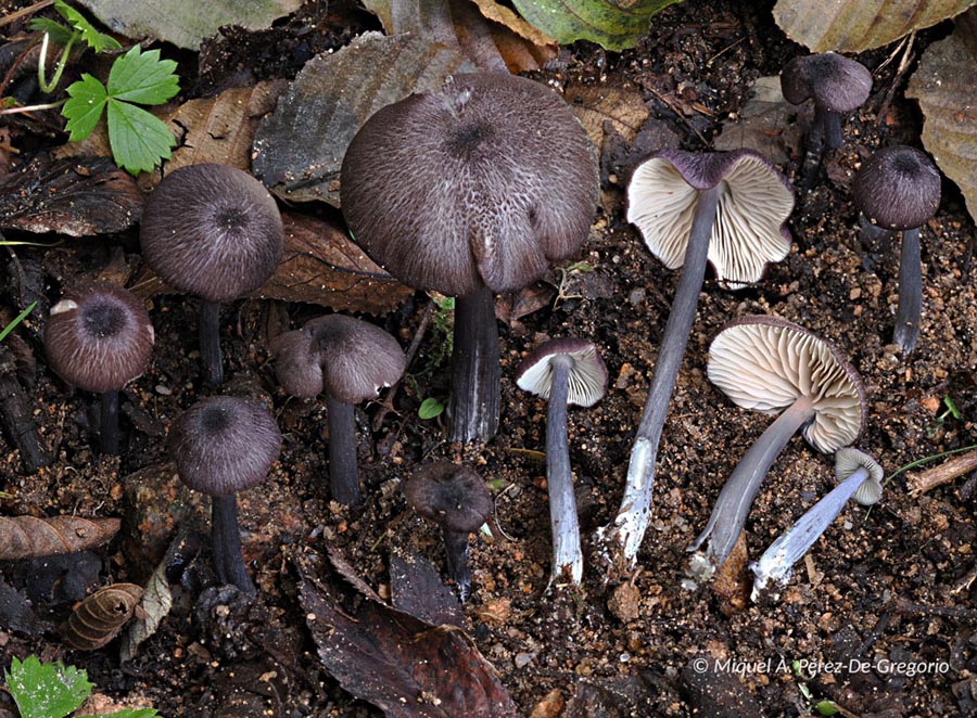 Entoloma atrocoeruleum