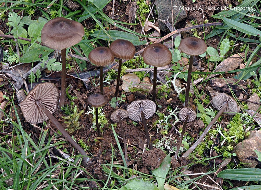 Entoloma clandestinum