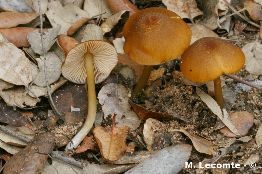 Entoloma formosum