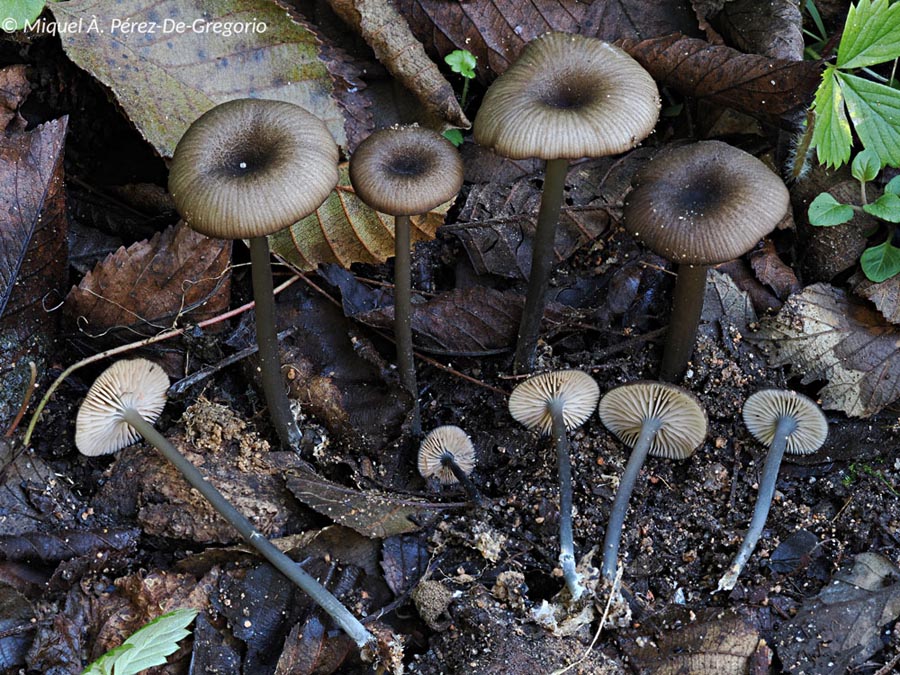 Entoloma lividocyanulum