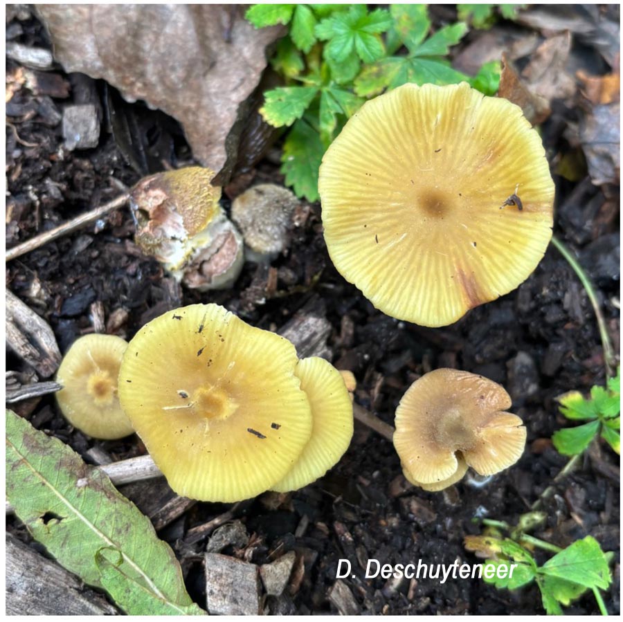 Entoloma pleopodium (Entoloma icterinum)