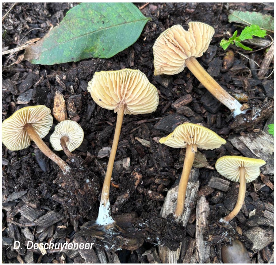 Entoloma pleopodium (Entoloma icterinum)