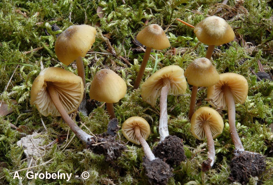 Entoloma pleopodium (Entoloma icterinum)