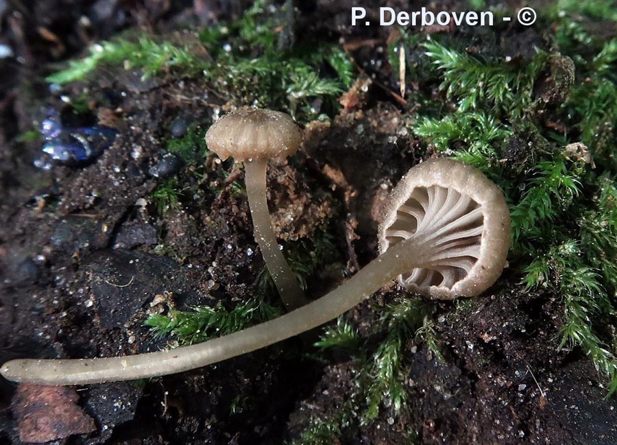 Entoloma rhodocylix