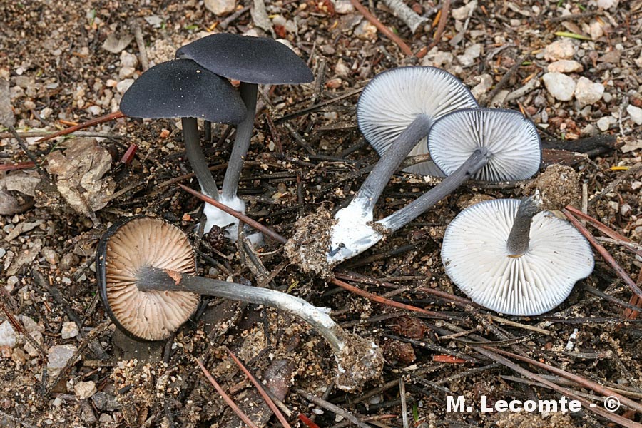 Entoloma serrulatum