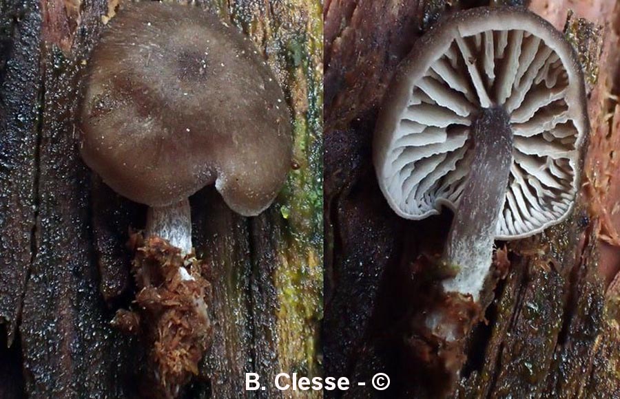 Entoloma zuccherellii