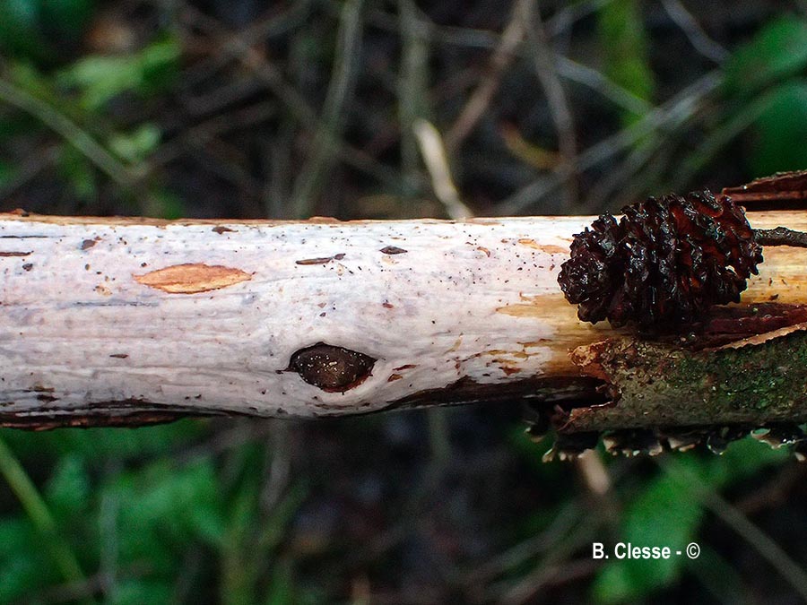 Exidiopsis effusa