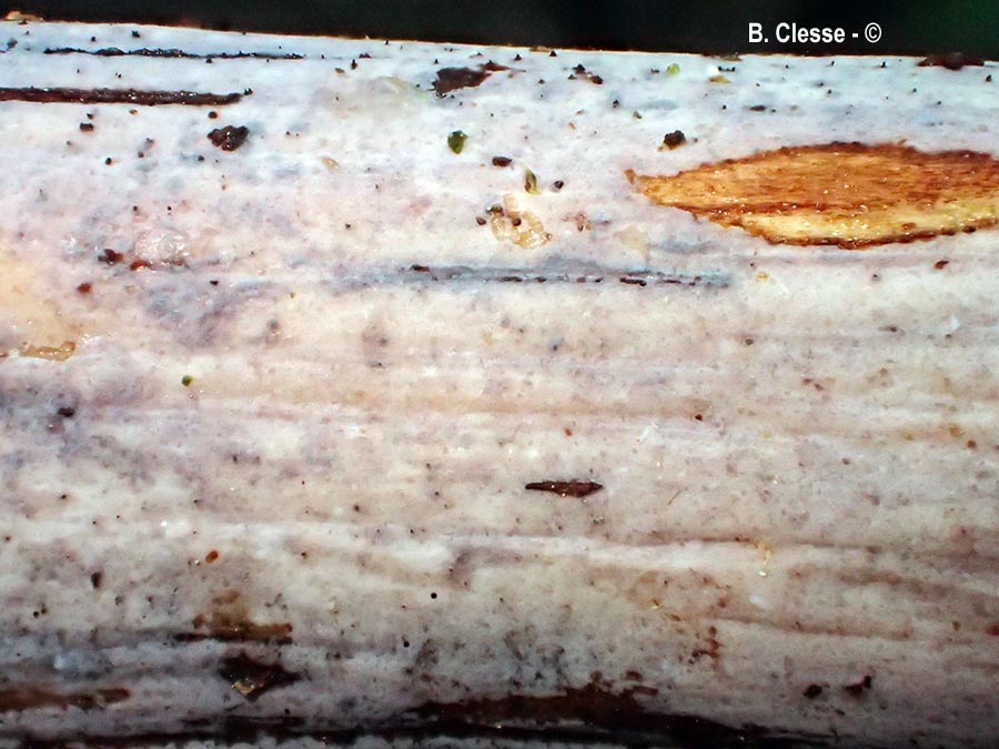 Exidiopsis effusa