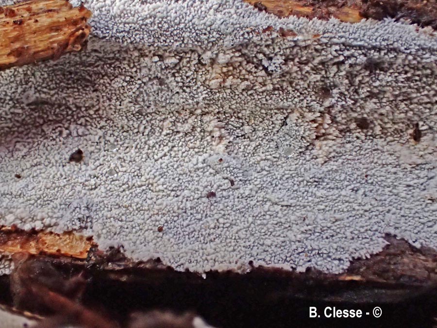 Fibrodontia gossypina (Hyphodontia gossypina)