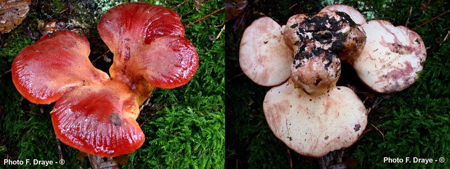 Fistulina hepatica