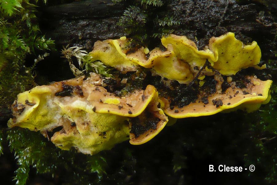 Flaviporus brownii