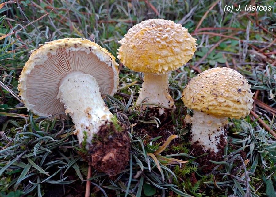 Floccularia luteovirens (Agaricus luteovirens)