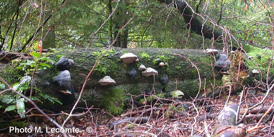 Fomes fomentarius