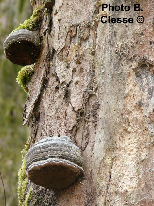 Fomes fomentarius