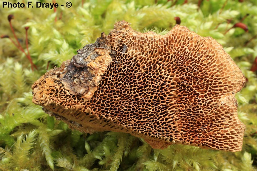 Coriolopsis gallica (Trametes gallica, Funalia gallica)