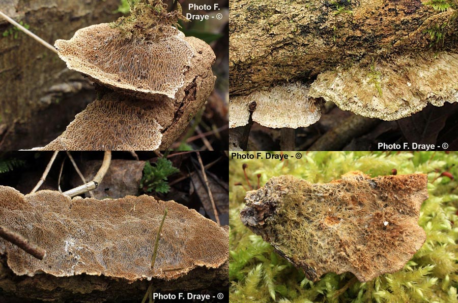 Coriolopsis gallica (Trametes gallica, Funalia gallica)