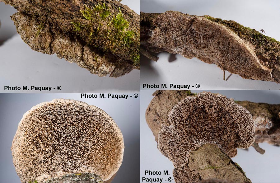 Coriolopsis gallica (Trametes gallica, Funalia gallica)