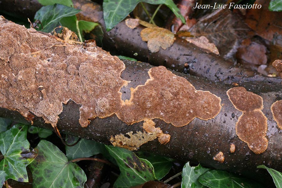 Fuscoporia ferruginosa