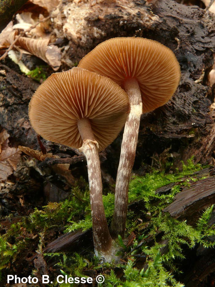 Galerina marginata (Galerina patagonica)