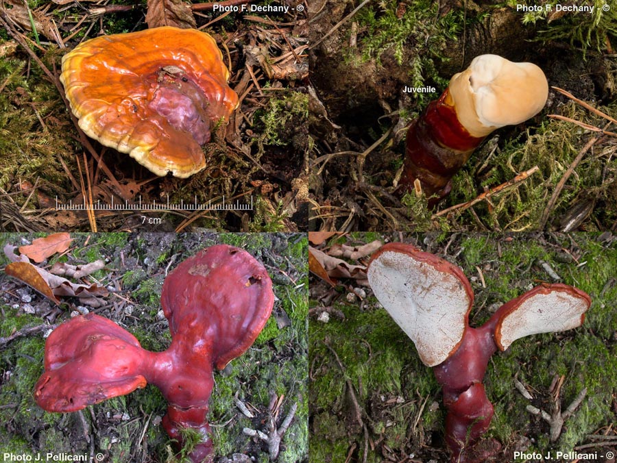 Ganoderma lucidum