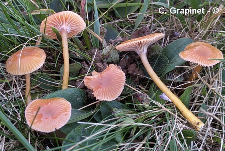 Gliophorus laetus (Hygrocybe laeta)