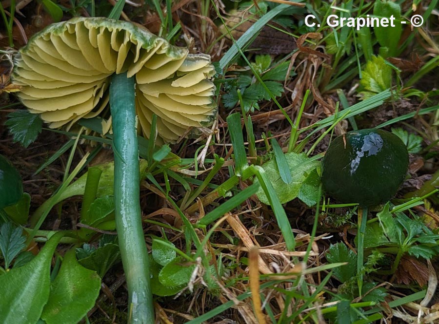 Hygrocybe psittacina (Gliophorus psittacinus)