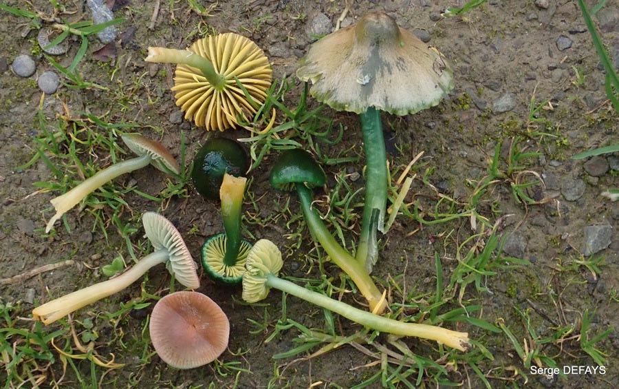 Gliophorus psittacinus (Hygrocybe psittacina)