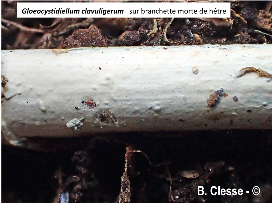Gloeocystidiellum clavuligerum