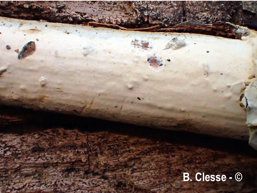 Gloeocystidiellum clavuligerum