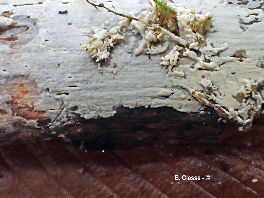 Gloeocystidiellum porosum (Gloeocystidium porosum)