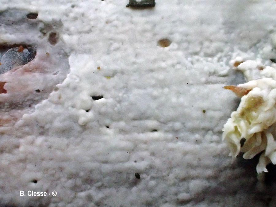 Gloeocystidiellum porosum (Gloeocystidium porosum)