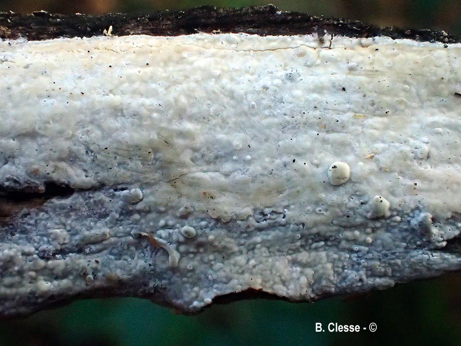 Gloeocystidiellum porosum (Gloeocystidium porosum)