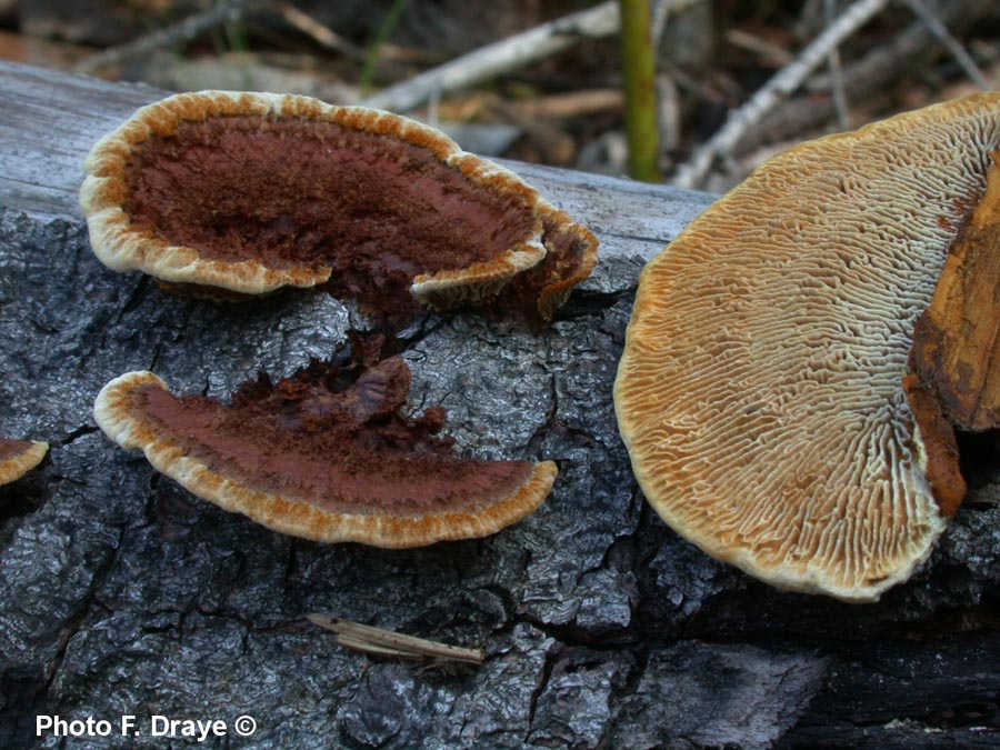 Gloeophyllum sepiarium