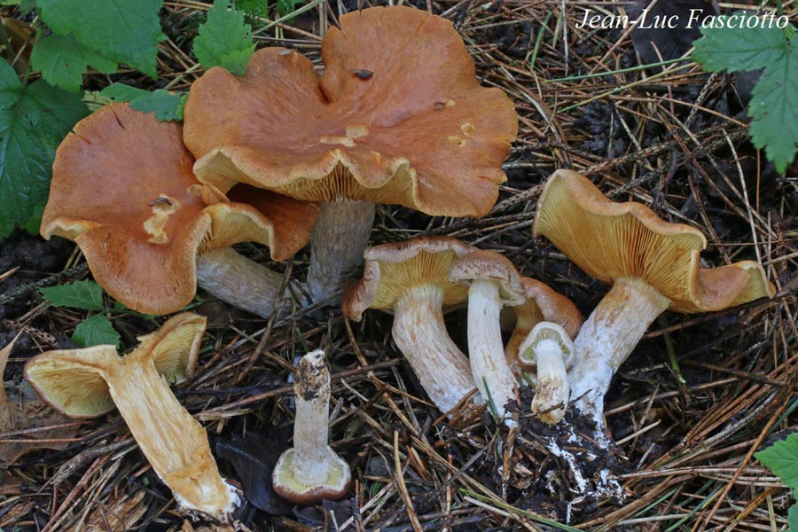 Gymnopilus stabilis