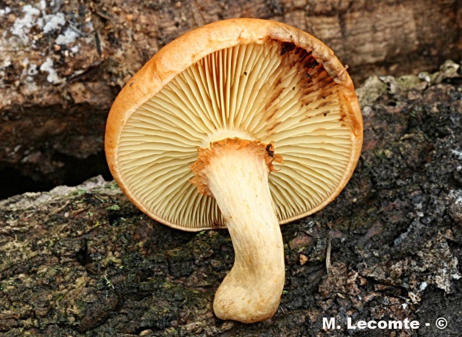 Gymnopilus suberis