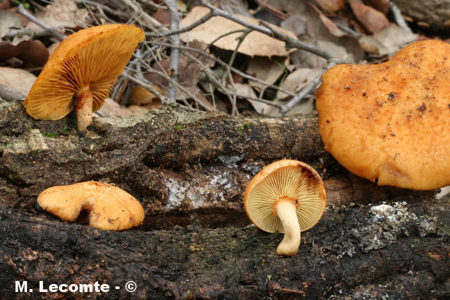 Gymnopilus suberis