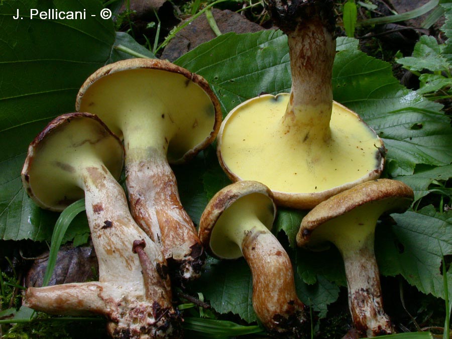 Gyrodon lividus