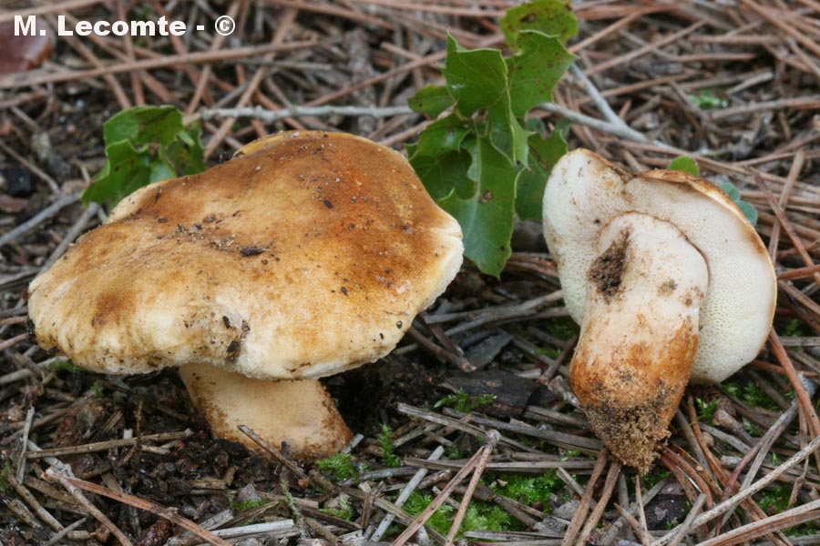 Gyroporus ammophilus