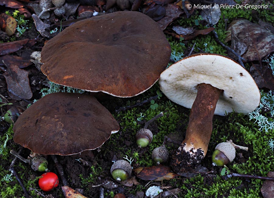 Gyroporus castaneus var. velutinus